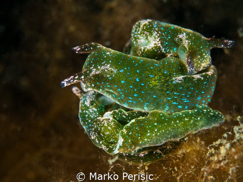 THREE UP by Marko Perisic 