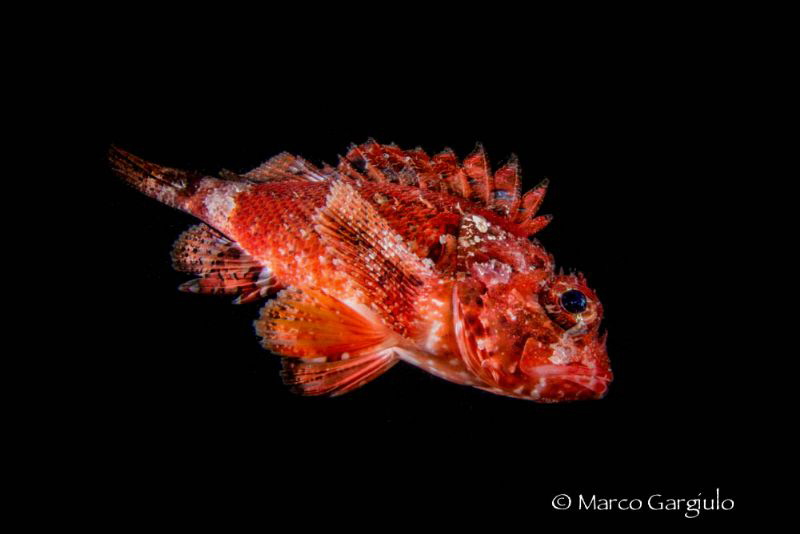 Little scorpaena by Marco Gargiulo 