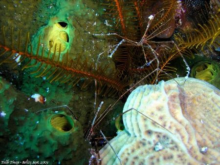 Two of these were having an arguement about territory. Us... by Talih Tinay 
