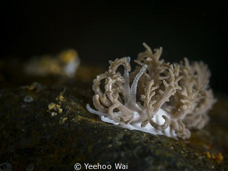 Phyllodesmium pinnatum
Anilao, Philippines by Yeehoo Wai 
