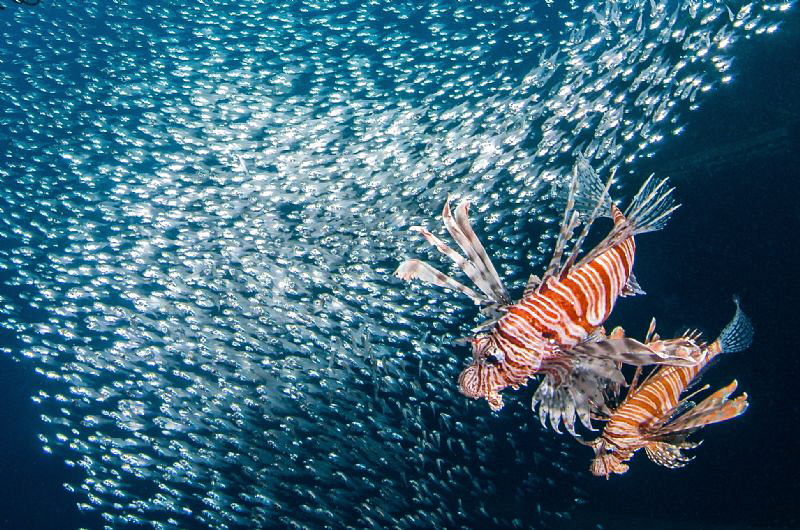 Hunting in Cedar's Pride wreck. by Mehmet Salih Bilal 