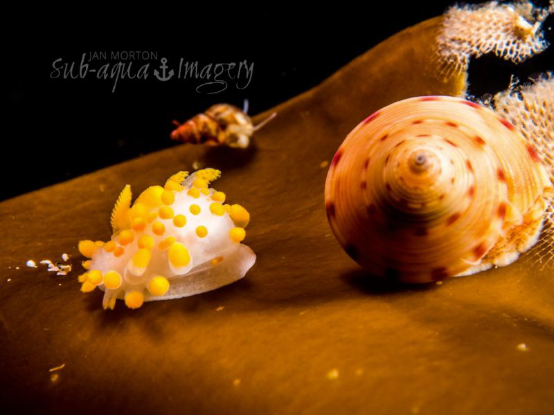 Limacia clavigera, and Calliostoma zizyphinum by Jan Morton 