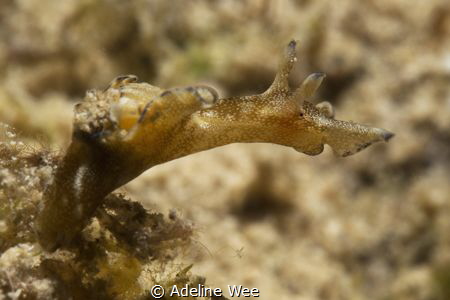 Freckled Seahare - Up, up & away! by Adeline Wee 