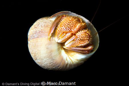 Peek a Boo! by Marc Damant 