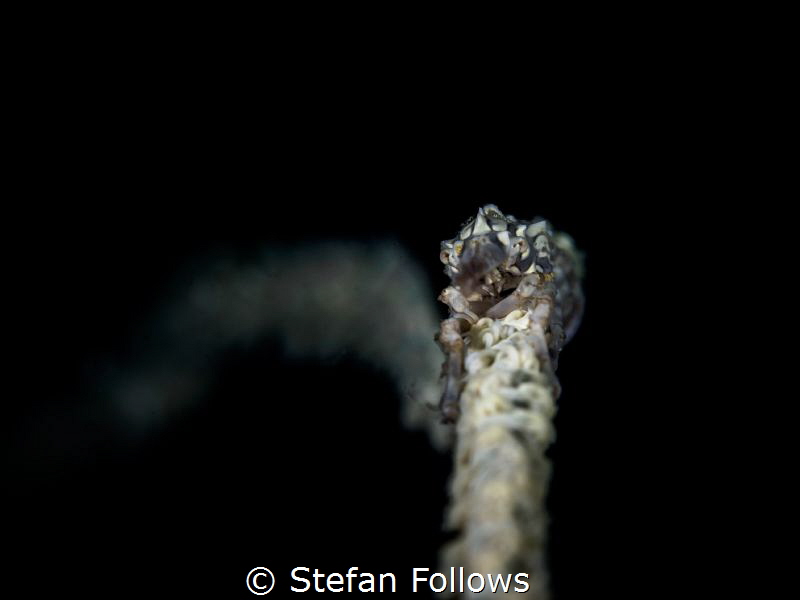 Fool on the Hill. Xeno Crab - Xenocarcinus tuberculatus. ... by Stefan Follows 