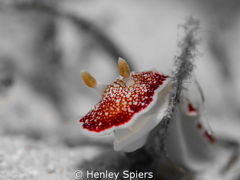 'Strawberry & Cream' by Henley Spiers 