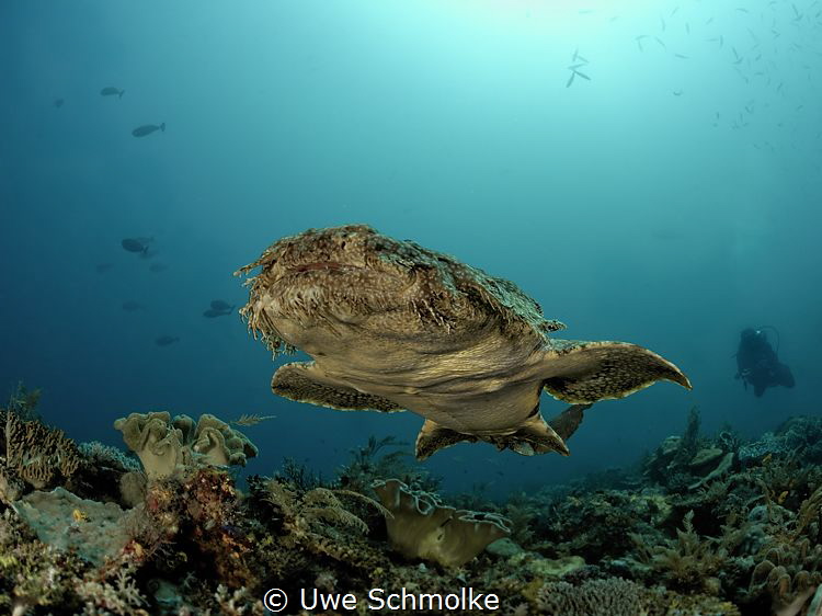 Flying carpet - Wobbegong shark swimming by Uwe Schmolke 