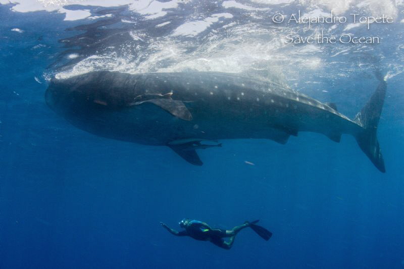 Whaleshark with Snorkel, Isla Contoy Mexico by Alejandro Topete 