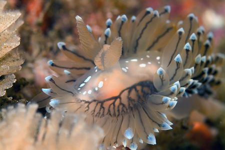 Nudibranch head shot,Scotland. by Derek Haslam 