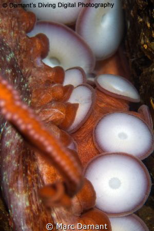16 arms of love! We found a pair of mating Giant Pacific ... by Marc Damant 
