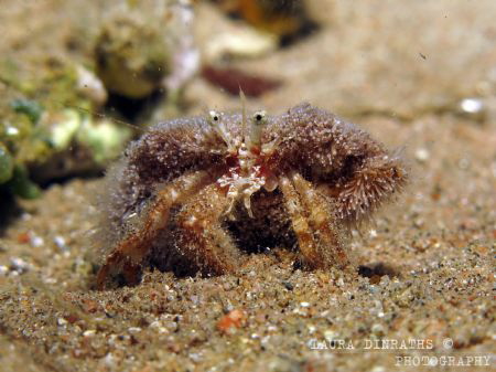 Reef hermit crab at night by Laura Dinraths 