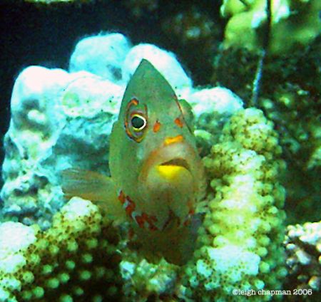 Unidentified Subject. Palau. Poor dude looks as if he got... by Leigh Chapman 