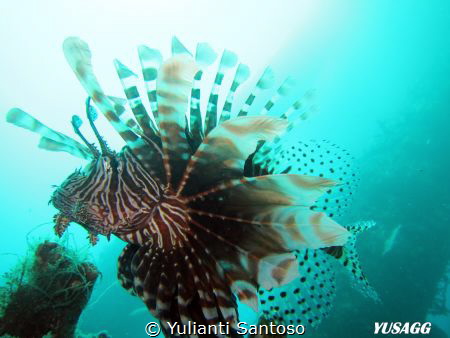 The Beauty by Yulianti Santoso 