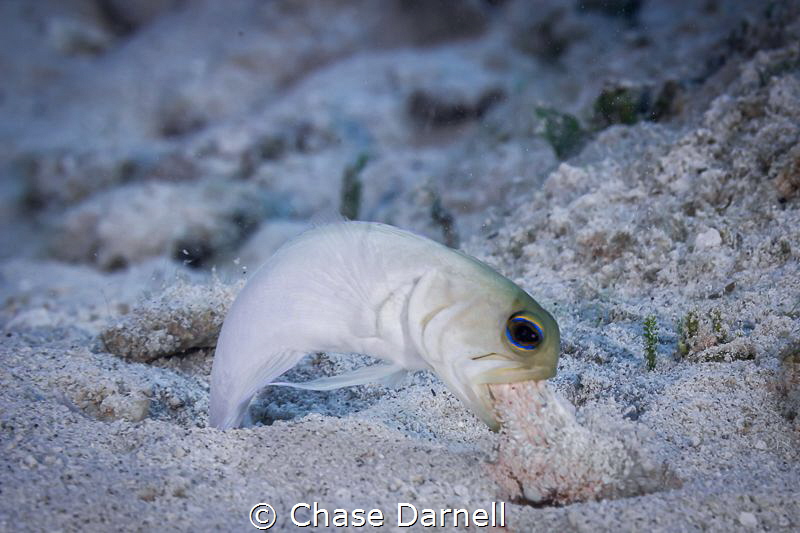 "Spring Cleaning"
This Yellow-head Jawfish let me watch ... by Chase Darnell 