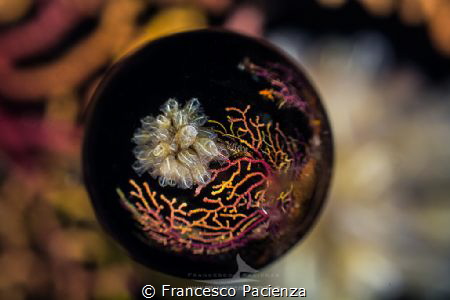 [:b:]Emisphere[:/b:] by Francesco Pacienza 