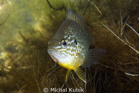 Pumpkinseed (Lepomis gibbosus) by Michal Kubík 