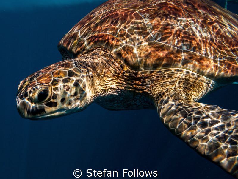 Move over Rover ... Green Turltle - Chelonia mydas. Koh S... by Stefan Follows 
