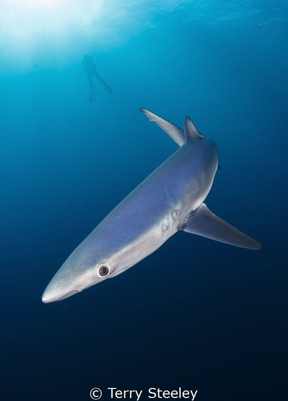Blue shark circles in the blue of the Atlantic ocean. 
—... by Terry Steeley 