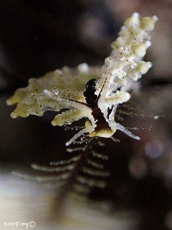 Eubranchus sp. @ Anilao
Olympus TG-3 by Hon Ping 