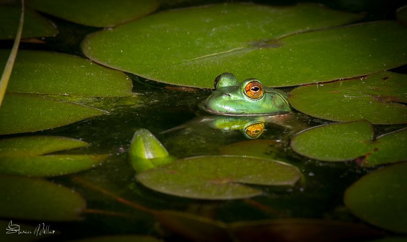 Watcher by Steven Miller 