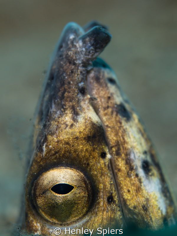 Black-Finned Snake Eel (Ophichtus melanochir)

f2.8 1/2... by Henley Spiers 
