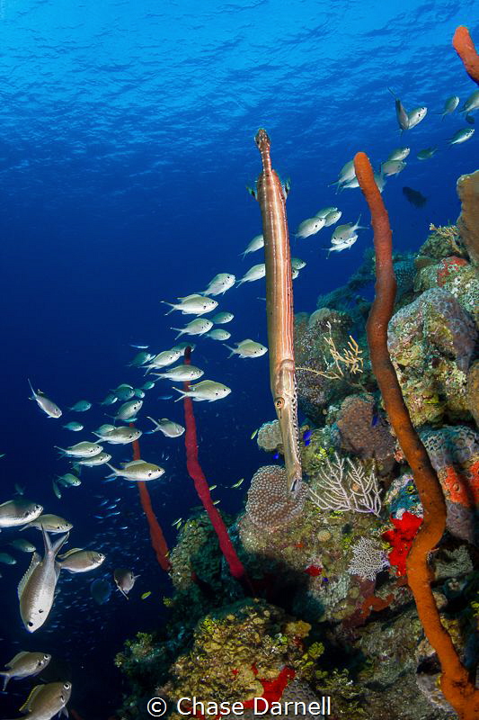 "Fish Life" 
There is a certain ridge on the dive site B... by Chase Darnell 