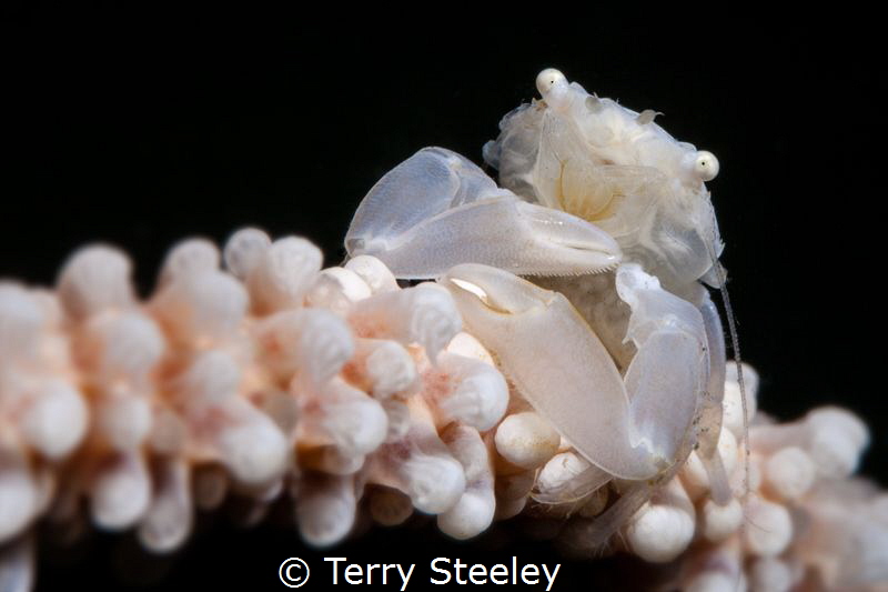 Crab with eggs
— Subal underwater housing, Canon 5Dmk2, ... by Terry Steeley 