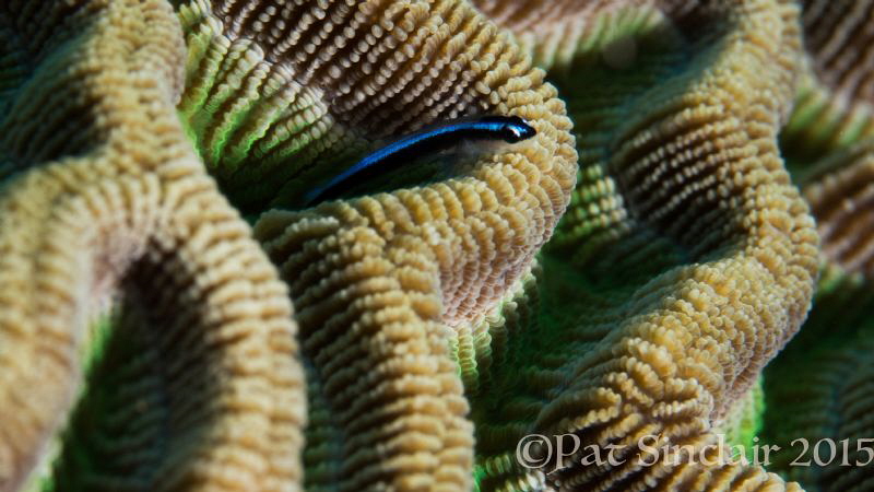 Brain coral - I love the canyons and movement in this cor... by Patricia Sinclair 