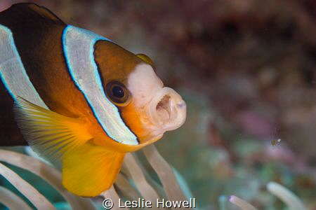 Clark Anemonefish. f11 / 1/1125 - 105mm
 by Leslie Howell 