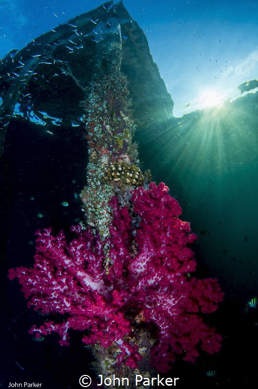 Corals on Arborek Jetty by John Parker 