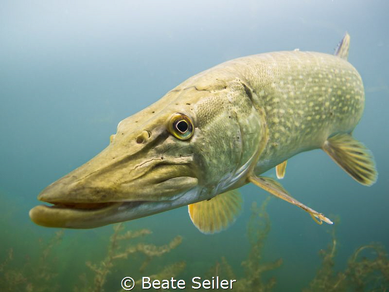 Northern Pike by Beate Seiler 