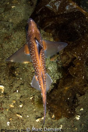 Sharky figures swim below! Hydrolagus colliei or Spotted ... by Marc Damant 