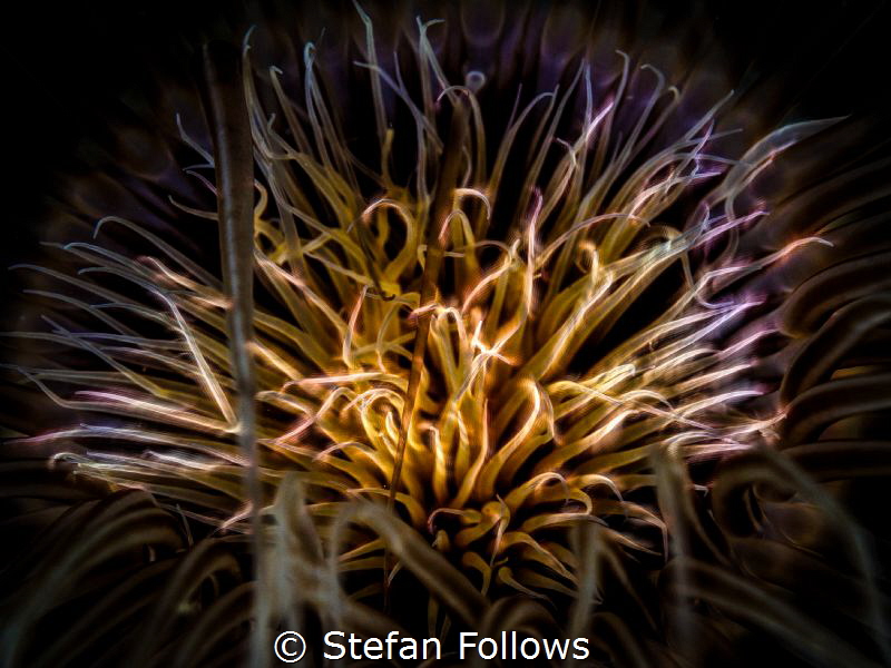 Playing with Fire. Tube Anemone - Cerianthus sp. Ang Thon... by Stefan Follows 