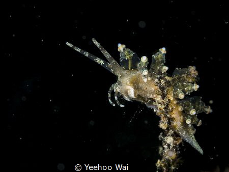 Eubranchus mandapamensis
Anilao, Philippines by Yeehoo Wai 