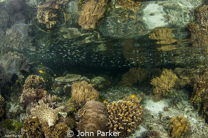 Mangrove reflections Raja Ampat by John Parker 