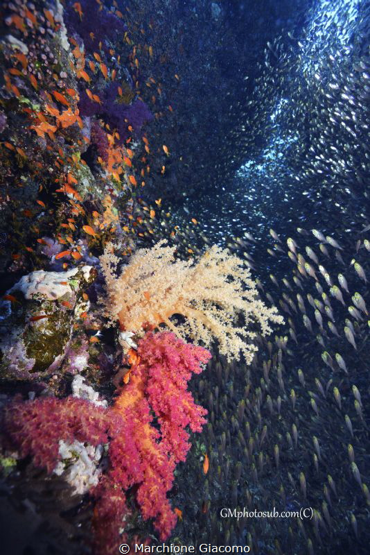 Turbion.
Sharm El Sheik
Nikon df800E , 10,5 mm , two st... by Marchione Giacomo 
