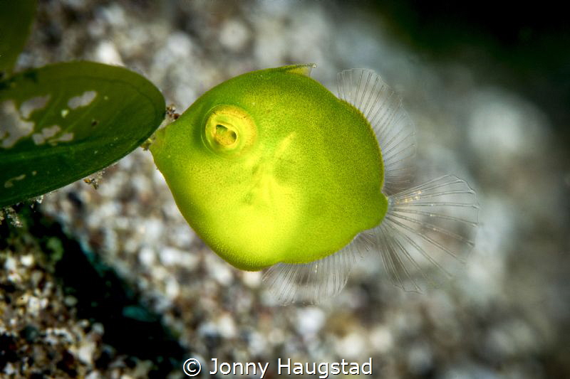 The shy juvenile diamond filefish. Abt 1 cm long. by Jonny Haugstad 