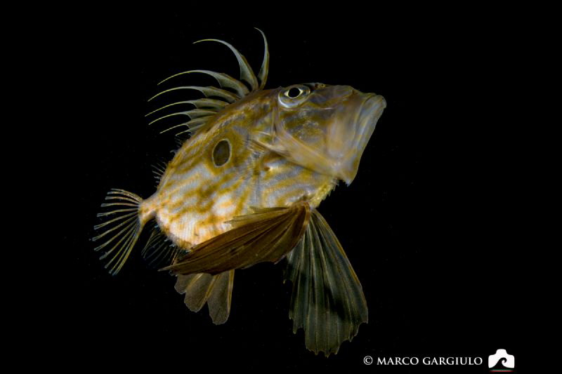 John Dory, Night dive by Marco Gargiulo 