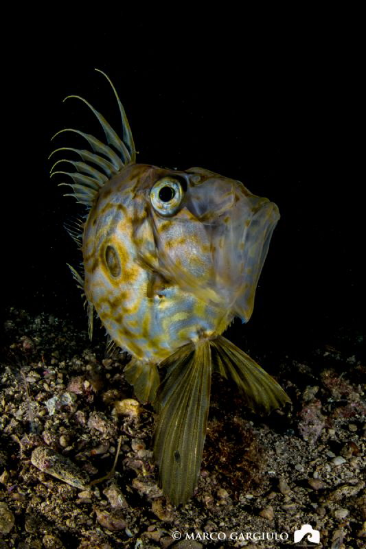 John Dory, Night dive by Marco Gargiulo 