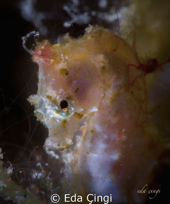 'I am pygmy but I am not fragile' . 
09/03/2015 romblon ... by Eda Çıngı 