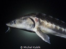 Russian sturgeon (Acipenser gueldenstaedtii) by Michal Kubík 