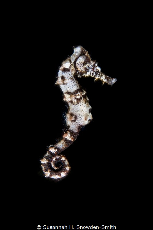 This seahorse was clinging to sealife as I prepared to ph... by Susannah H. Snowden-Smith 