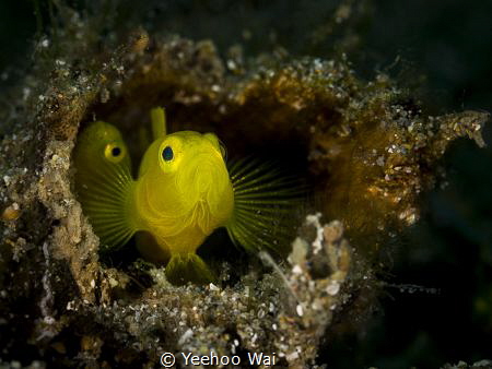 Yellow Pgymy Goby (Lubricogobius exiguus) 
Anilao, Phili... by Yeehoo Wai 
