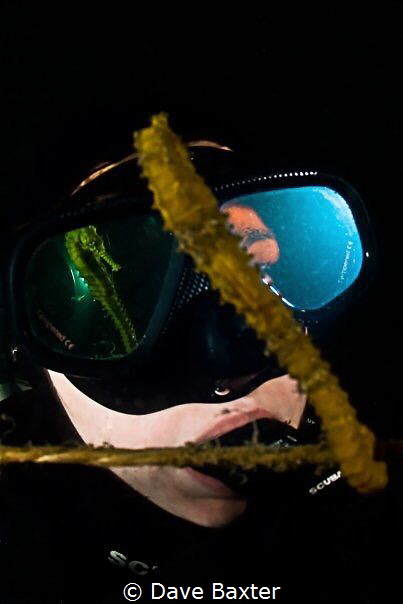 Reflections of a seahorse in C minor by Dave Baxter 