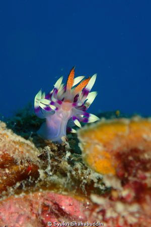 The photo Flabellina Exoptata was captured in Terumbu 3 d... by Syukri Shahabuddin 