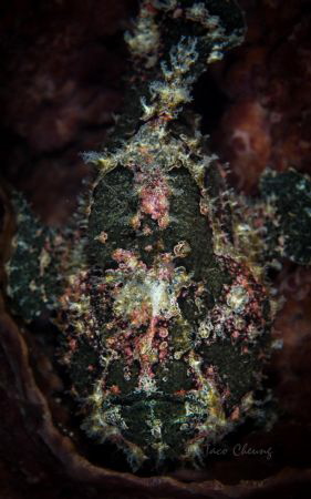 Warty Frogfish by Taco Cheung 