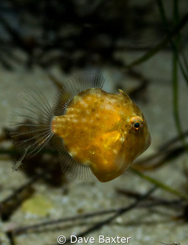 file fish and hitch hiker by Dave Baxter 