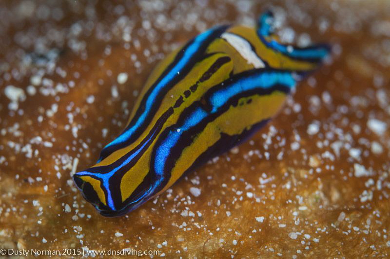 "Sluggin"
The bloom of Leech Headshield Slugs at the Doc... by Dusty Norman 
