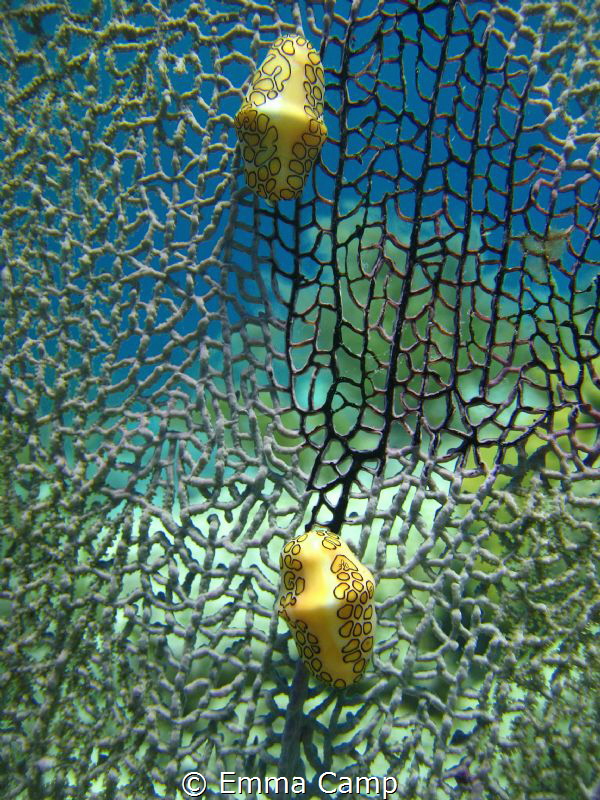 Flamingtos on a sea fan by Emma Camp 