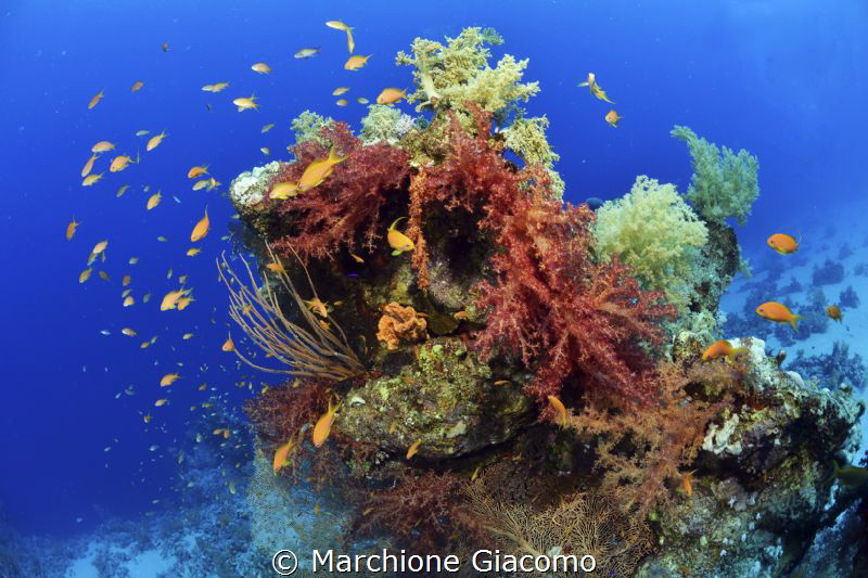 Rainbow
Nikon D800E, 10,5 mm
Seacam housing , two strob... by Marchione Giacomo 